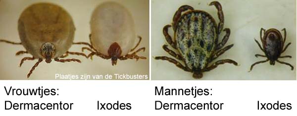 De afbeeldingen van de dermacentor en de ixodes teken zijn van de website van de Tickbusters